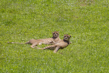 Two cheetahs (Acinonyx jubatus) sunbathing on the grass and look
