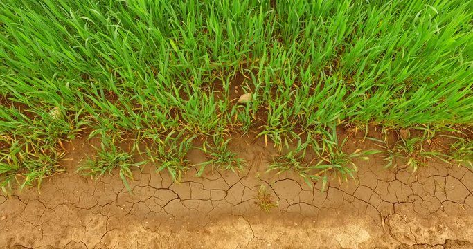 Young green barley on the field in early spring.
