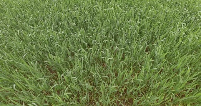 Young green barley on the field in early spring.