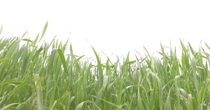Young green barley on the field in early spring.