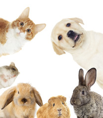 Obraz premium set of pets