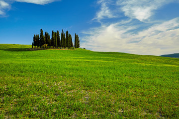 Fototapeta premium Beautiful view of green fields in Tuscany