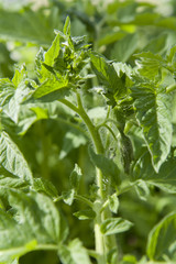 Tomato seedlings plants with flower buds
