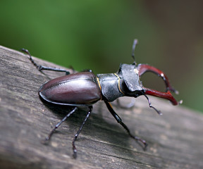Stag-beetle. Insect beetle deer on an old tree.