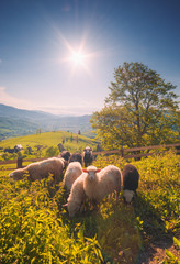 Herd of sheep grazing in a pasture - 112367610