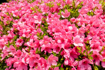 初夏に咲くピンクの綺麗なサツキツツジ