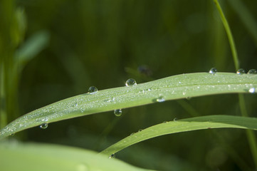 Macro dews on blue texture
