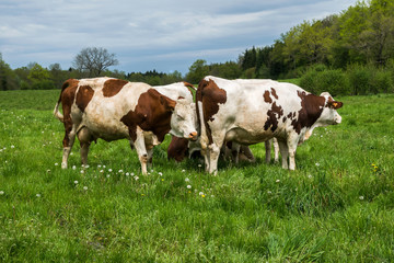 Fototapeta na wymiar Vaches dans pâturage