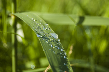 Wallpaper Texture macro dews on green leaf