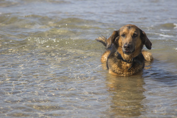Pastor alemán tumbado en el agua