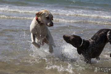 Perros jugando en el mar