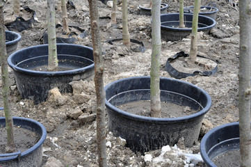 Young seedlings of trees in pots in the summer park