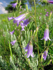 Siberian bellflower (Campanula sibirica)