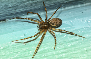 common uk garden spider in the sunshine 