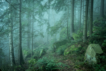 beautiful green landscape of misty wood  - obrazy, fototapety, plakaty