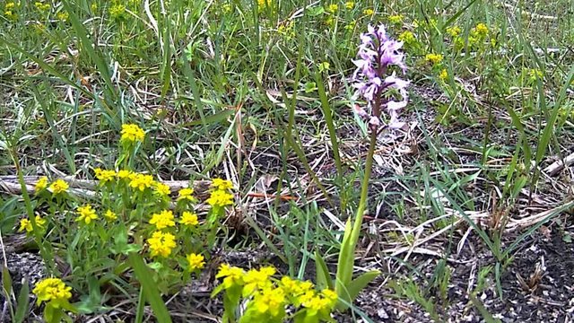 Helmknabenkraut, Orchis militaris