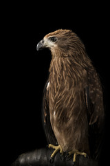 Closeup hawk on black background