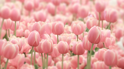 Panele Szklane Podświetlane  Tulipany