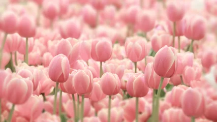  Tulips © beerphotographer