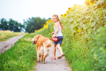 little girl walks on the leash with a golden retriever