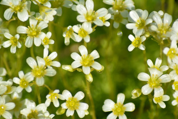 Obraz premium Little white flowers closeup