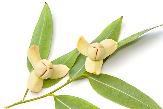 Devil tree or Melodorum fruticosum Lour is yellow flower