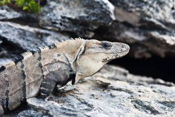 Iguana, Playa del Carmen Mexico