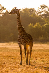 Wild African Giraffe