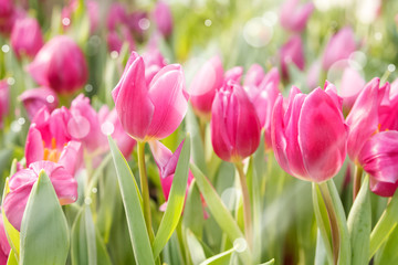 Colorful tulips blooming in sunlight,Flower tulips background
