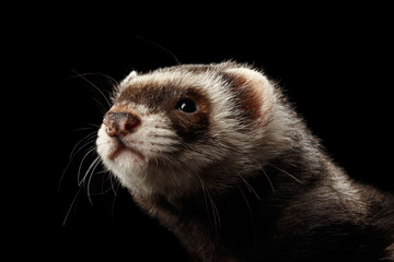 Closeup Portrait of Funny Ferret looking at the camera isolated on Black Background, Front view