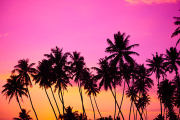 Tropical coconut palm trees silhouettes at sunset