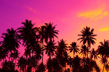 Silhouettes de palmiers tropicaux au coucher du soleil