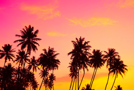 Tropical coconut palm trees silhouettes at warm vibrant sunset on island beach