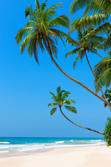 Idyllic tropical beach with clean white ocean sand and coconut palm trees over the water