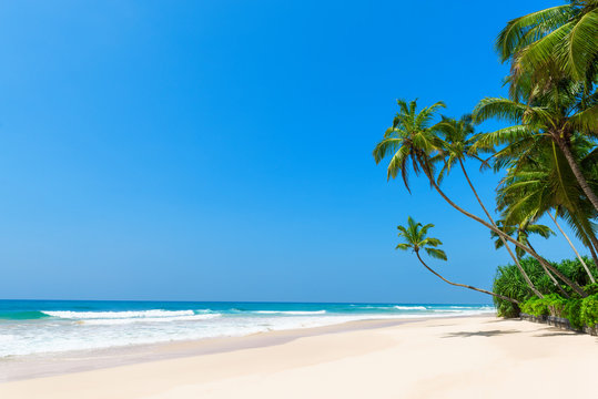 Coconut palm trees on empty tropical island beach with blue ocean on clear summer day
