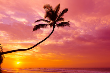 Hot vibrant tropical sunset over the ocean with coconut palm tree silhouette at calm summer sand beach on remote island resort with sun reflection in waves