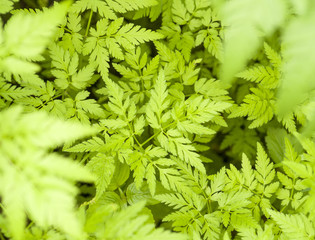 green leaves pattern
