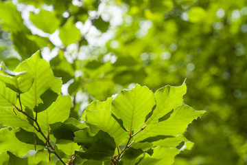 translucent green leaves