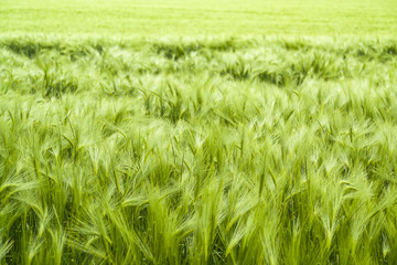 barley field detail