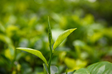 Fototapeta na wymiar Fresh tea leaves and bud on tea plantation