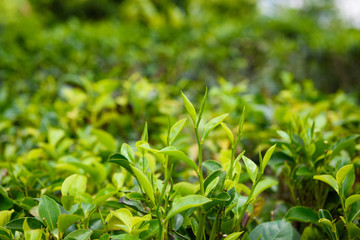 Fresh tea leaves and buds on tea plantation