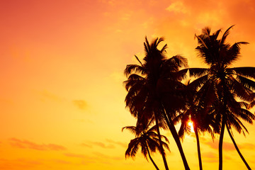 Obraz na płótnie Canvas Tropical palm silhouettes on ocean beach at vivid sunset time