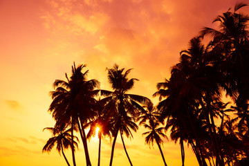 Fototapeta na wymiar Зalm silhouettes on ocean beach at vivid sunset time