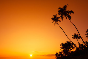 Obraz na płótnie Canvas Palm trees silhouette at tropical ocean beach at warm sunset
