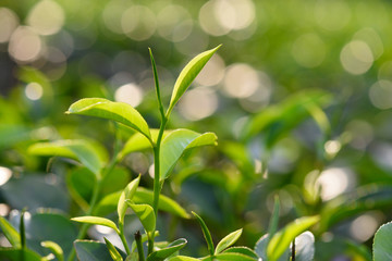 Green tea leaves and pekoe buds on tea plantation