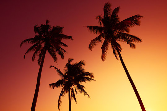 Tropical palm silhouettes on ocean beach at vivid sunset time