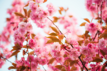 Pink flowers of sakura cherry tree spring blossom, at soft warm evening light