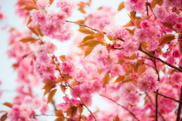 Flowers of sakura cherry tree spring blossom, at soft warm evening light