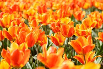 Blooming orange tulips flowers field on sunny spring day
