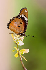 Butterfly perched on a branch